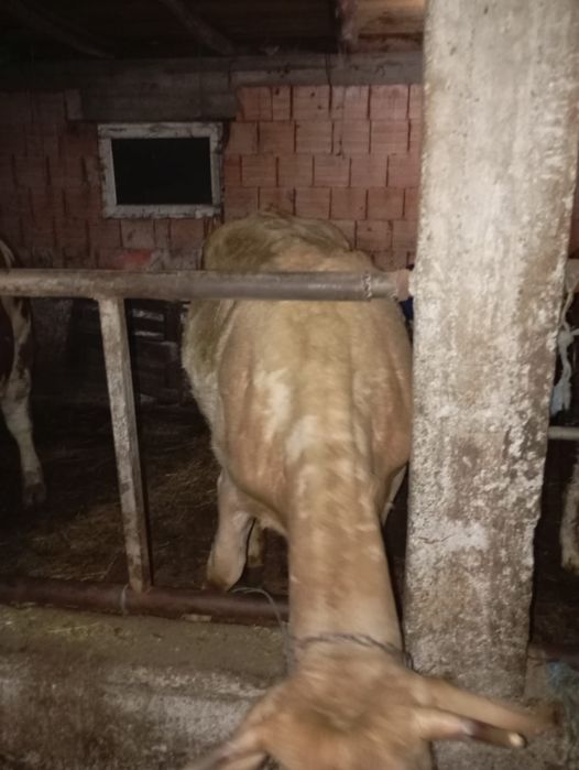 Vând 3 vaci de fătat trebe să fete luna asta