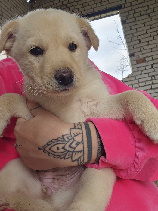 В хорошие руки щенок девочка