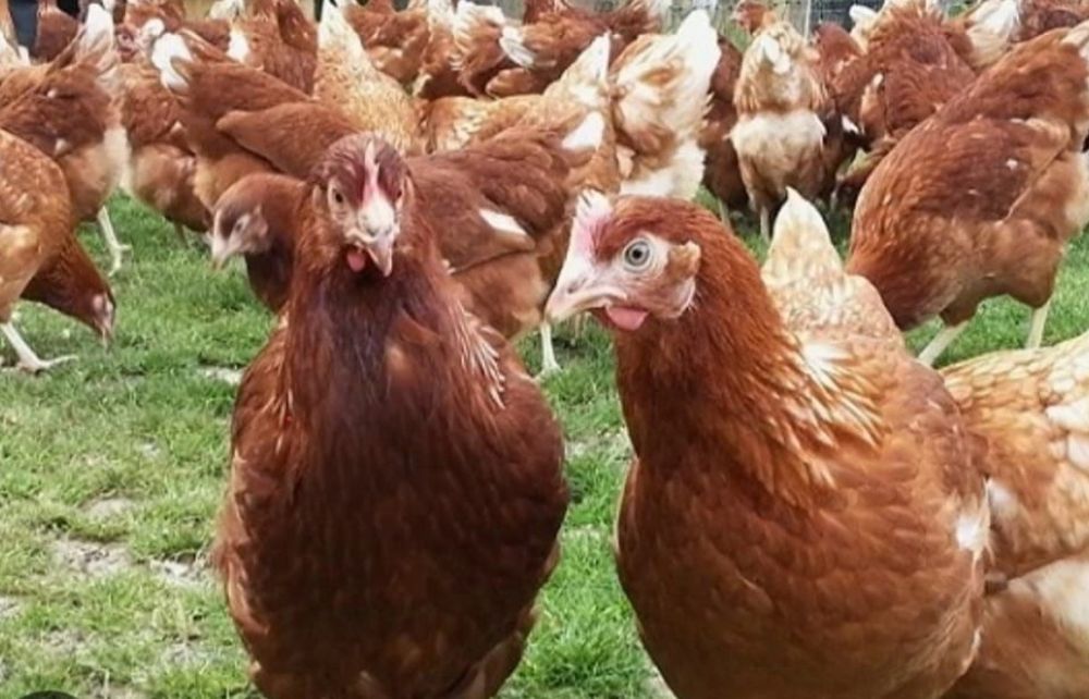 Продам ломан браун