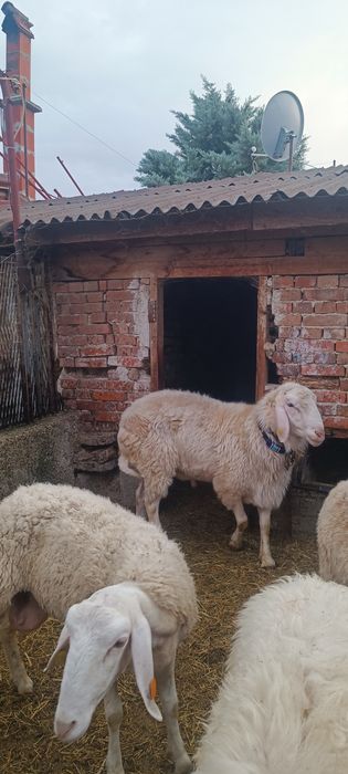 Коч Асаф чистокръвен