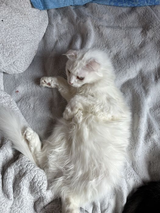 Отдаю в добрые руки двух кошечек