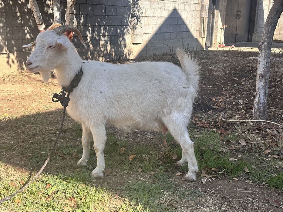 Саумалы ешки сатылады