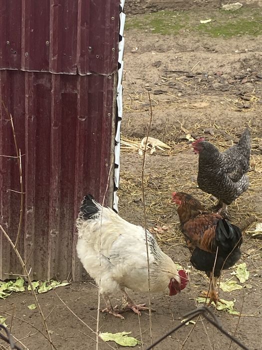 Қораз сатылады үйдікі