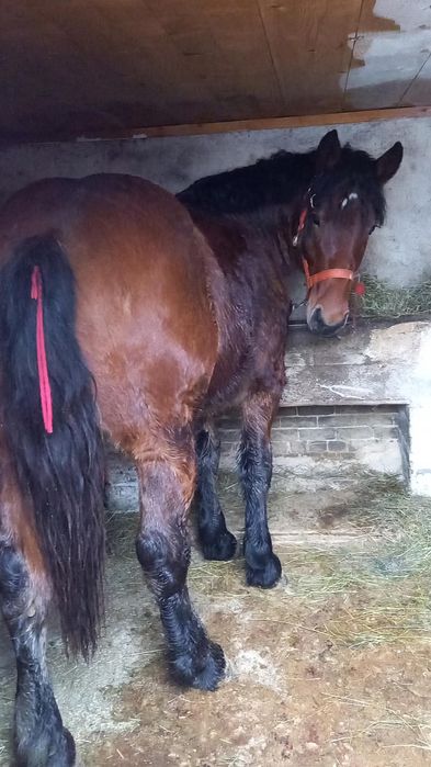 O pereche de  mânji speciali linia Fitero de vanzare