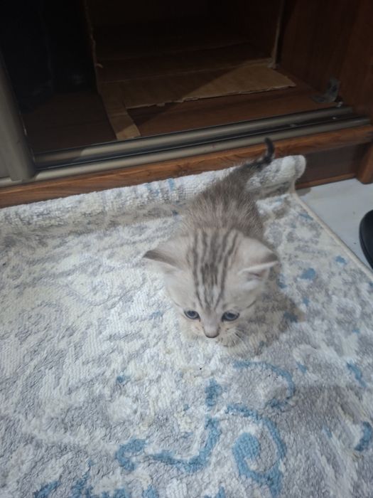 британские котята