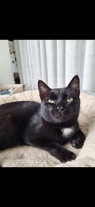 Котик бесплатно!