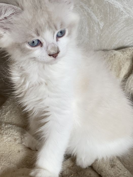 Motanel  ragdoll superb 2 luni