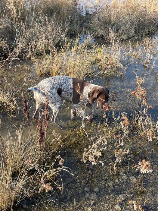 Курдсхаар чистокровный