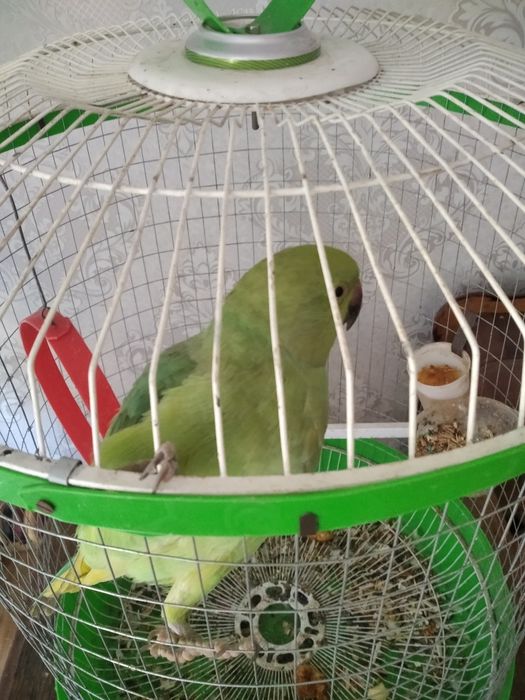 Индийский колчатый попугай