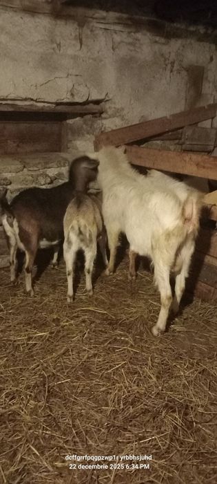 Țap zaanen are Aproximativ 2 ani