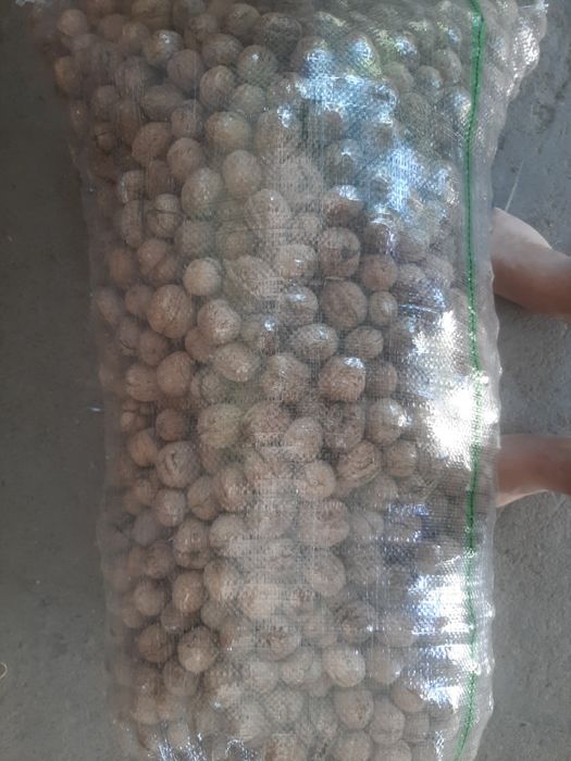 Грецкий орех жангак 2025