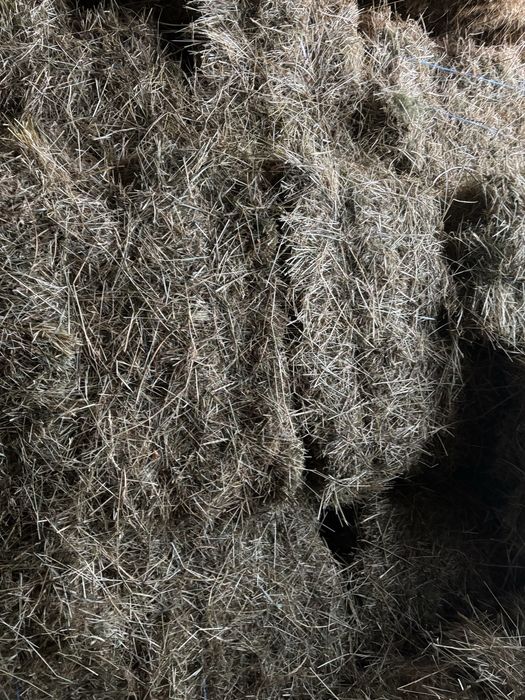 Baloti fan invaluit cu lucerna