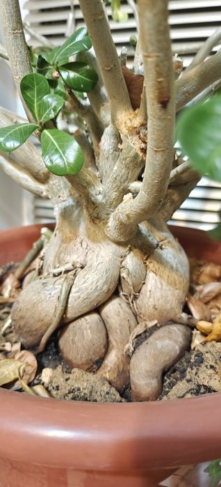 Продам Адениум !