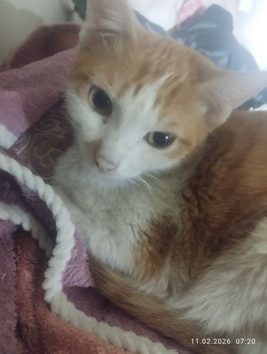 Подарю молодого котика