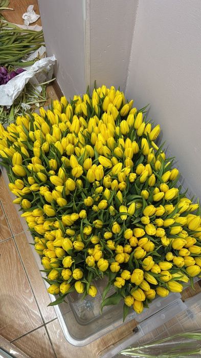 Тюльпаны оптом и в розницу