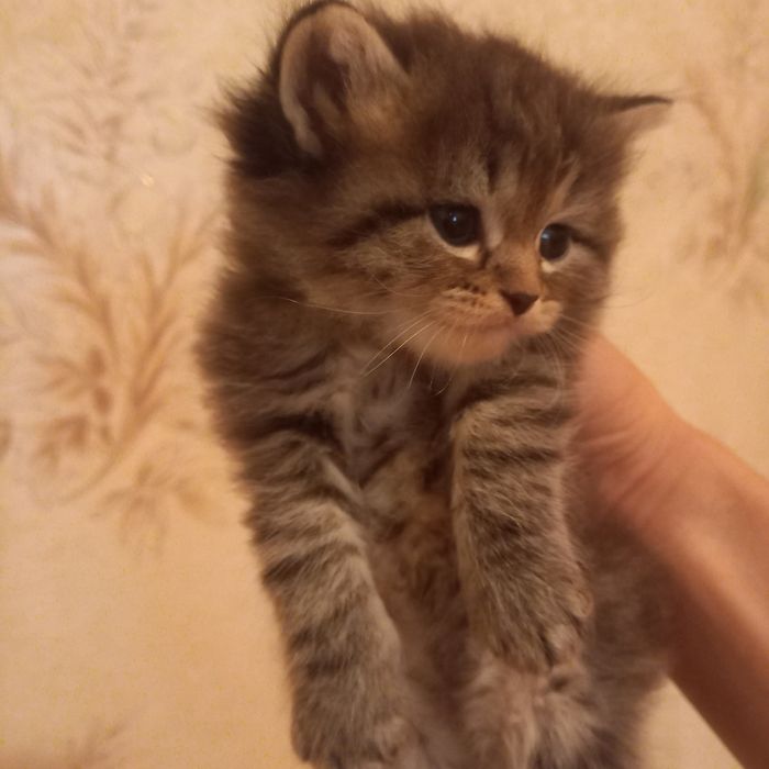 Британский котёнок мальчик 1 мес