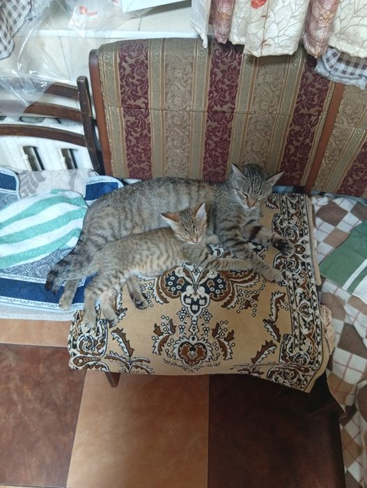 Отдам кошечек мальчиков