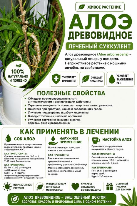 Алоэ лечебное (столетник)