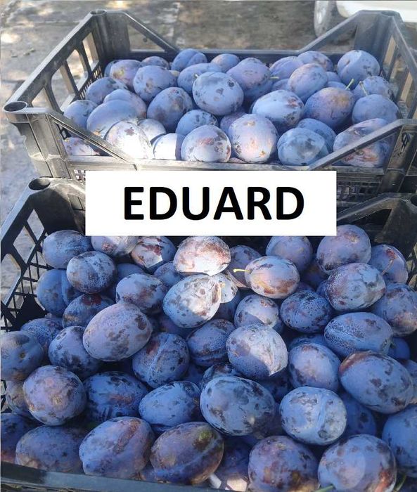 Prune Stanley si Eduard de vanzare