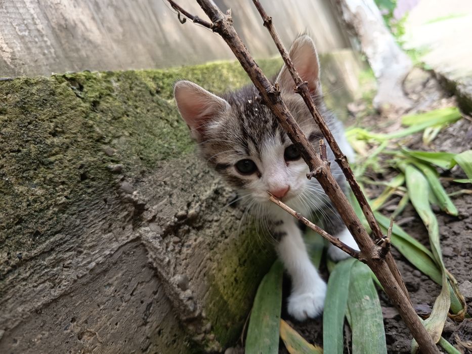 Ofer spre adopție