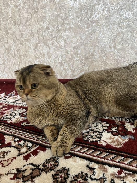 Scottish fold sotiladi