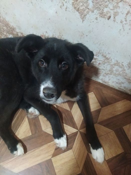 Отдам щенка в добрые руки