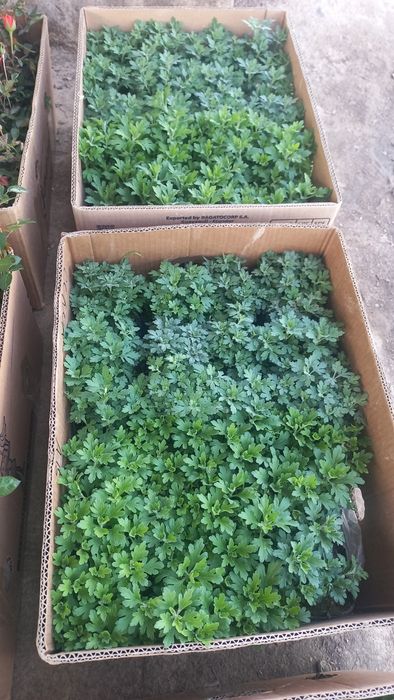 Розы оптом        .