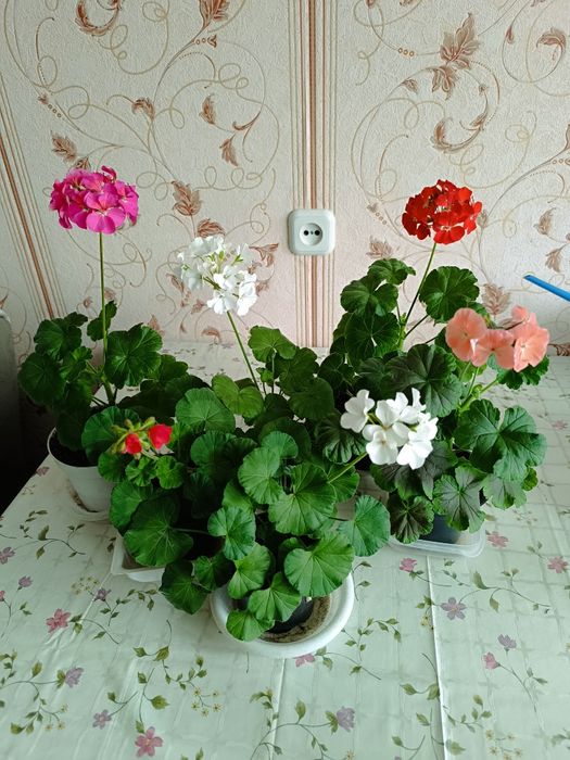 Герань цветущая пеларгония