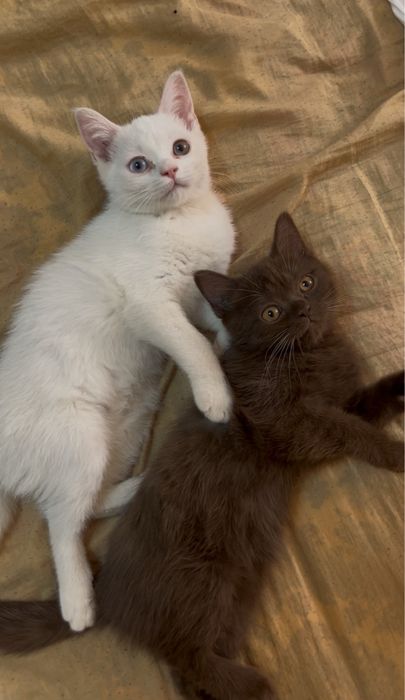 Продаются породистые котята Scottish Straight