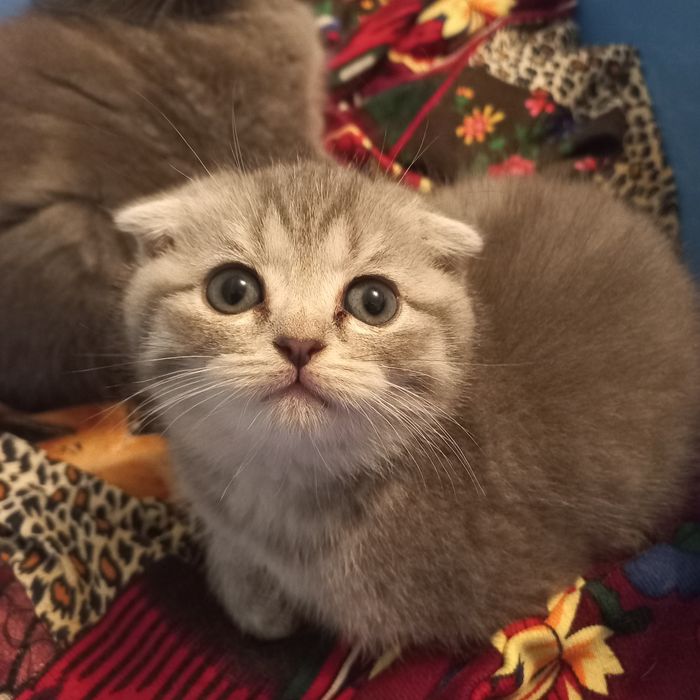 Мушук боллари сотилади