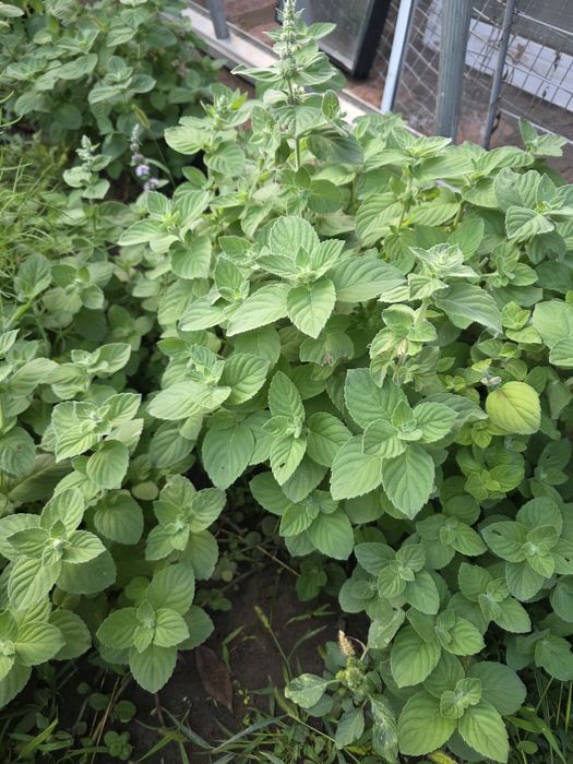 Продам мяту свежую кустики