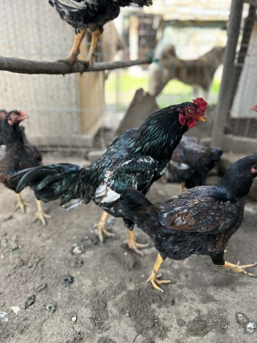 Oua pentru incubat urias COMBATANT INDIAN