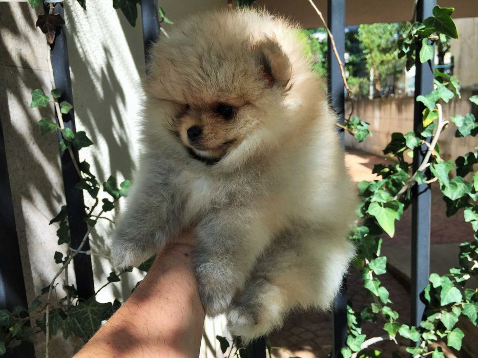 Померан мини Померанчета