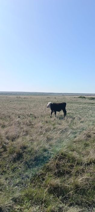 Продам Бычки.1,5лет