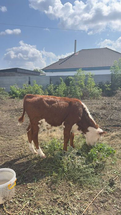 Продам, теленка/бычка. 5 месяцев
