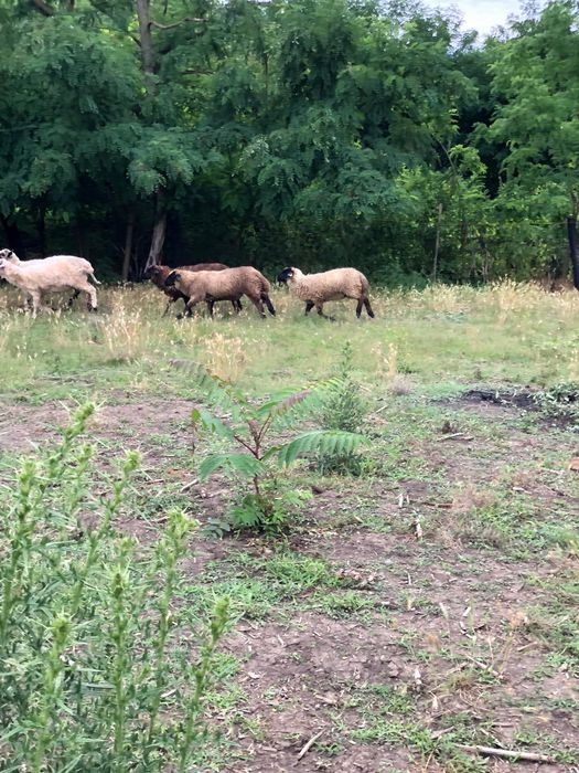 Miei de carne Suffolk de vînzare