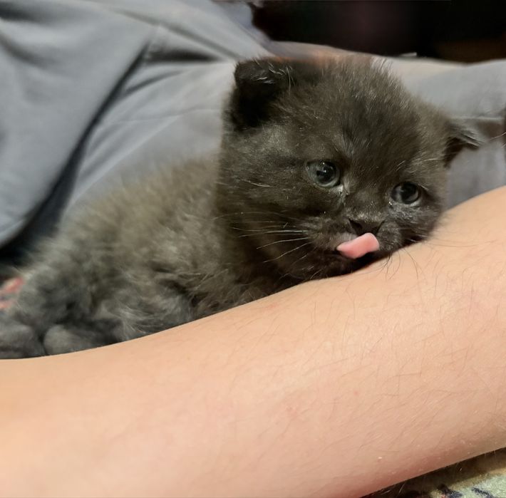 Котенок шатландец