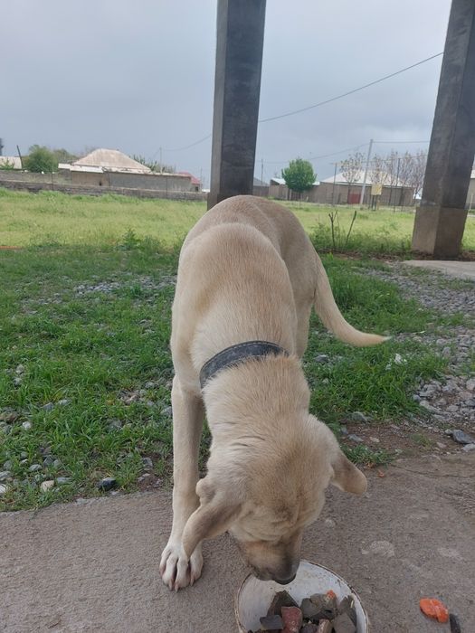 Умный.  Собака хороший