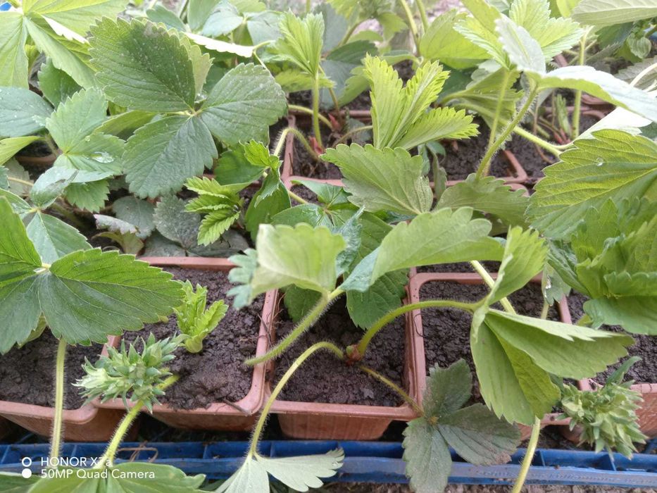 Stoloni capsuni remontante italia, butasi mur gigant Thornfree fara s