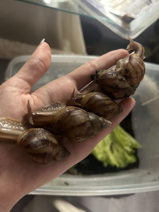 Улитки ахатины косметологические