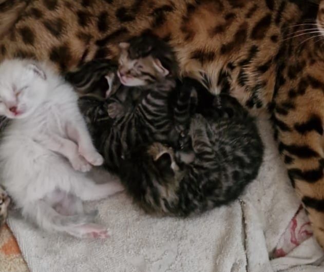 отдам котят в добрые руки