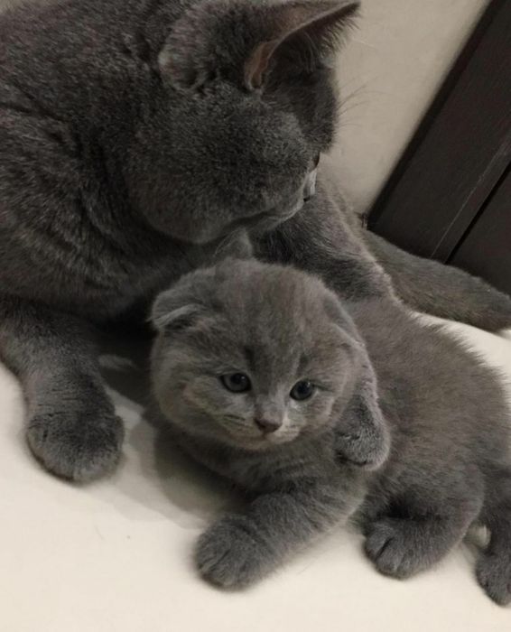 Продаются котята скоттиш фолд
