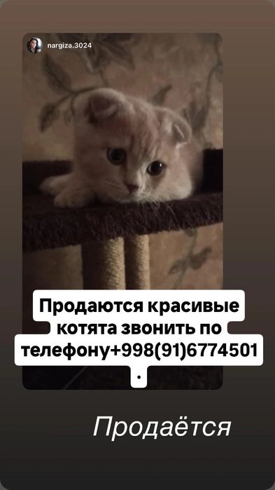 Порода Скотиш Фолд.