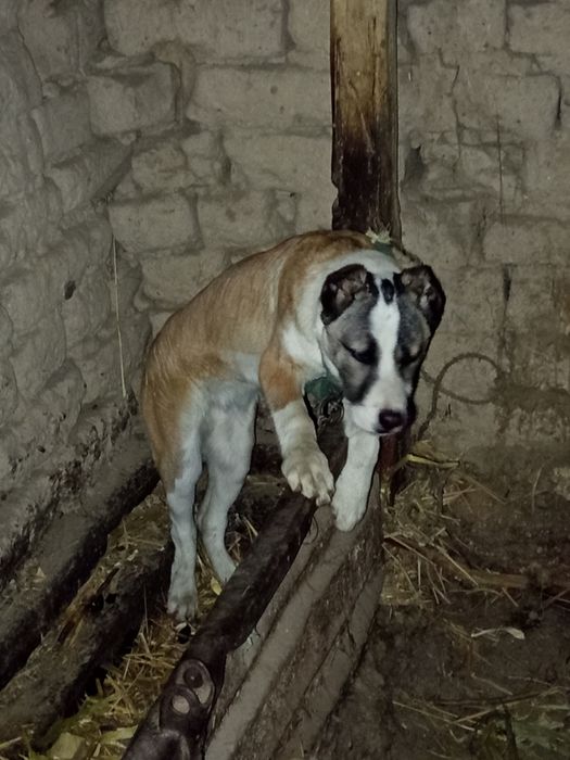 Zoti Alabay 4 oylik soğlom vaksina qlingan