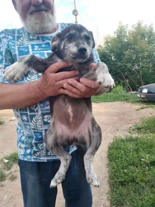 Щенки в добрые руки