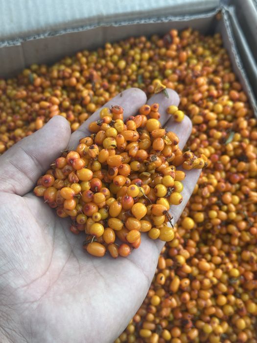 Облепиха | Симародина