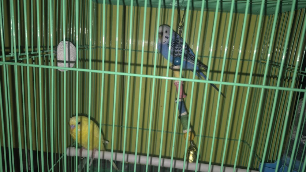 Волнистый папугай