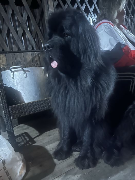 щенки ньюфаундленда