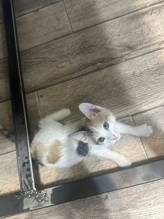 Котята Бесплатно 1,5 месяца