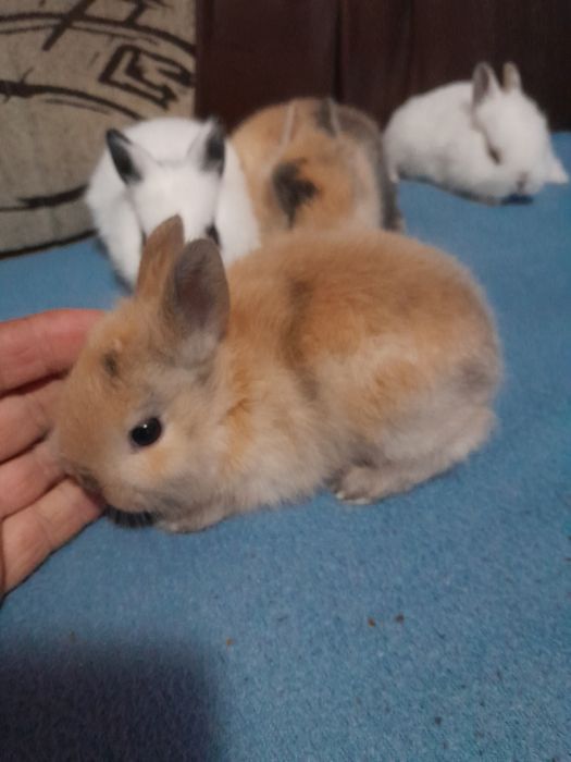 Iepurasi pitici pt copii cuminti